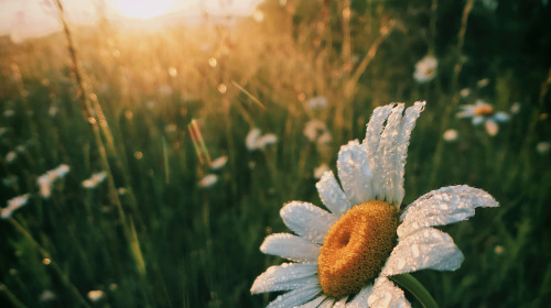 Occupy your Mind with Love